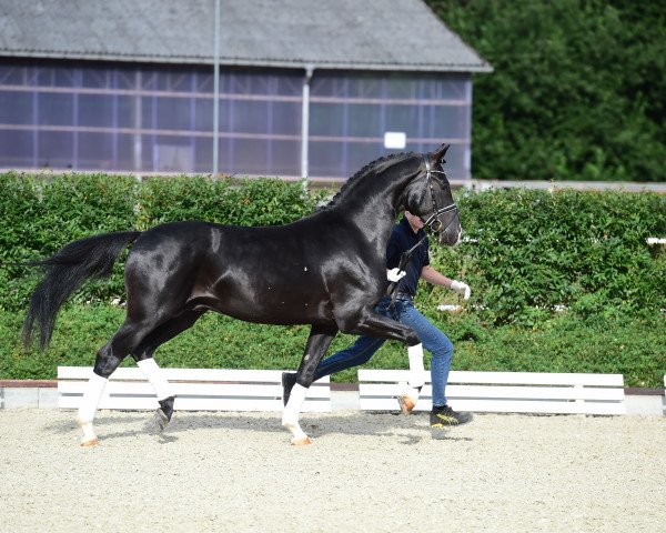 stallion Jay Destino (Oldenburg, 2014, from Danciano)