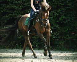 jumper Lucky 1645 (Holländisches riding ponies, 2008)