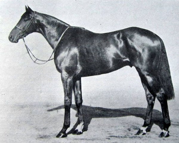 stallion Ommeyad xx (Thoroughbred, 1954, from Hyperion xx)