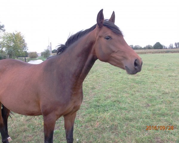 broodmare Checkland’s High Hopes (Oldenburg show jumper, 2013, from Checkland)