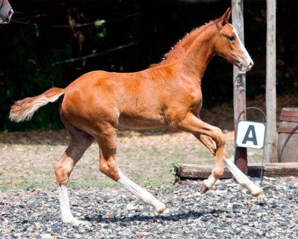 horse Mr. Dami (German Riding Pony, 2015, from FS Mr. Right)