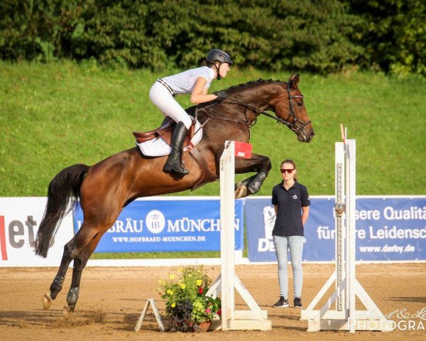 jumper DSP Quintana P (German Sport Horse, 2007, from Quality 9)