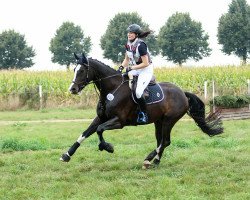 jumper Castellino 7 (Hanoverian, 2009, from Cassus 2)
