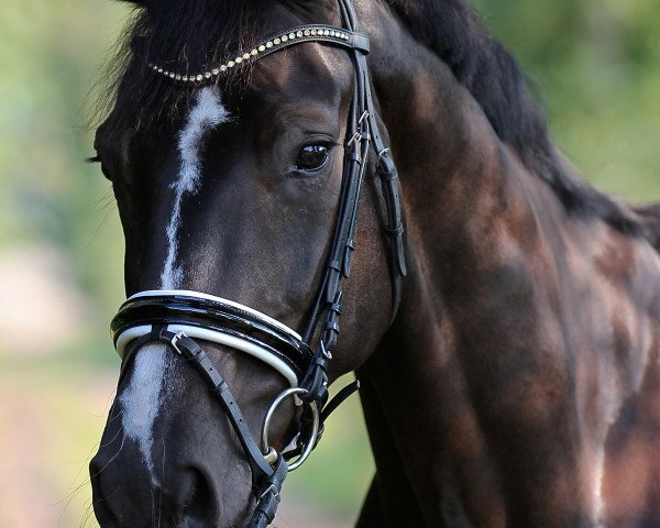 horse Sir Simpel (Oldenburg, 2011, from Stedinger)