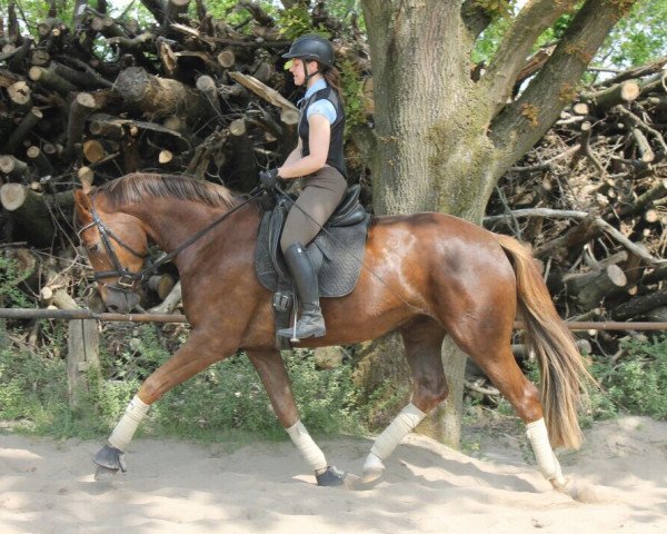horse Diabless (Rhinelander, 2012, from Dankeschön)