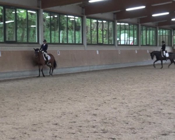 Reitturnier Bergisch Classics - Hebborner Hof 2019