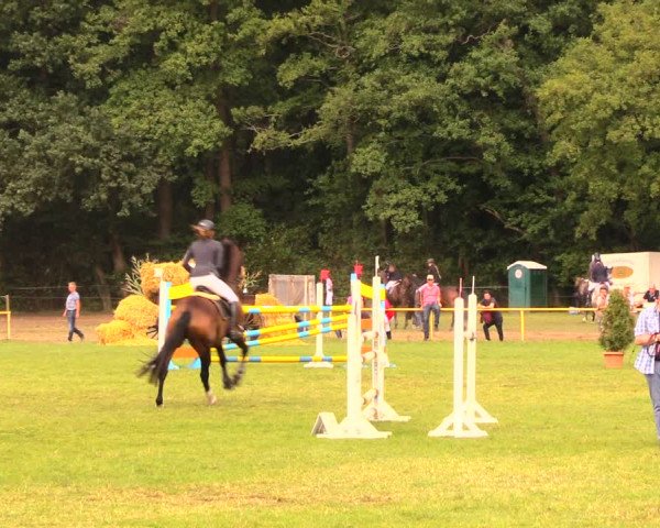 Reitturnier Wulkow 2019