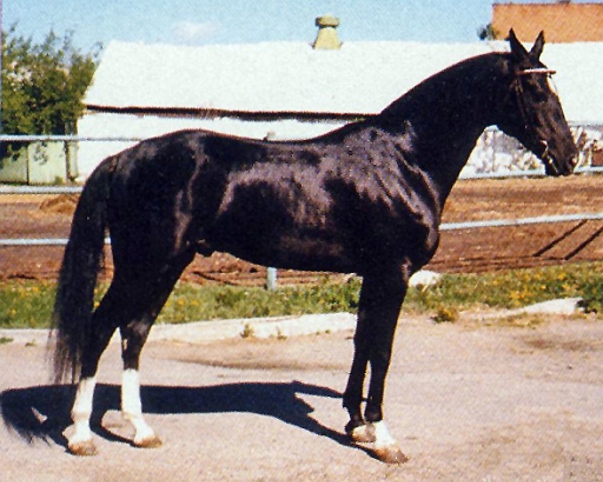 Deckhengst Ashug (Achal Tekkiner, 1993, von Gilkuiruk)