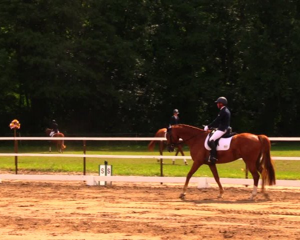 Reitturnier Wulkow 2019