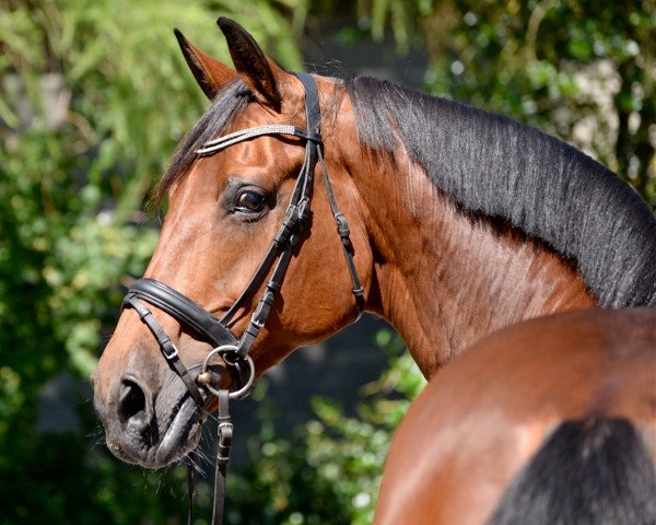 dressage horse Chica Noble (Holsteiner, 2004, from Chico's Boy)