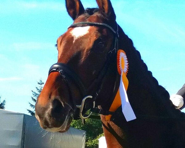 Springpferd Cassius Clay 34 (Westfale, 2009, von Coronas 2)
