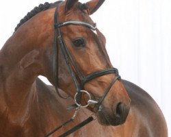 Deckhengst Bonaparte Z (Zangersheide Reitpferd, 2006, von Balou du Rouet)