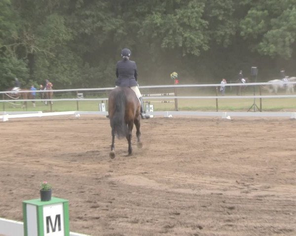 Reitturnier Wulkow 2019