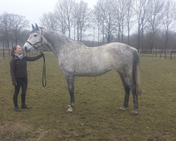 broodmare Charissa Z (Zangersheide riding horse, 2008, from Calvaro Z)