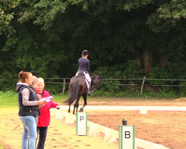 Reitturnier Wulkow 2019