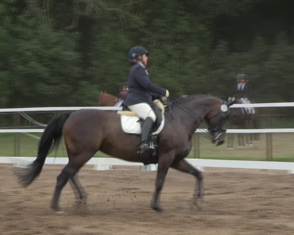 Reitturnier Wulkow 2019