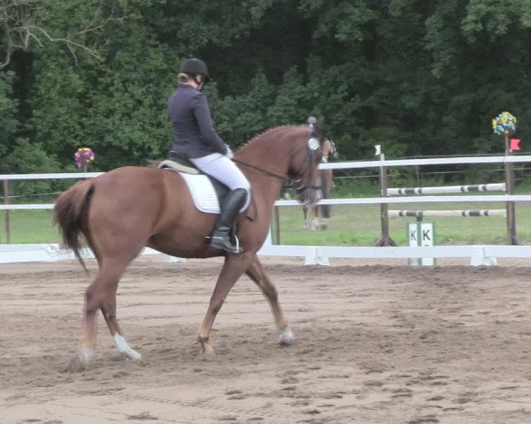 Reitturnier Wulkow 2019