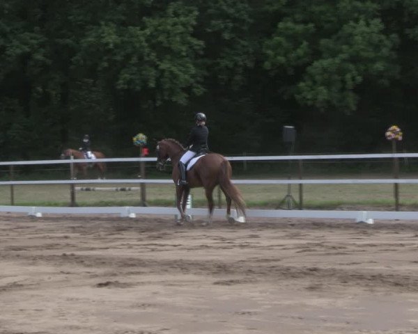 Reitturnier Wulkow 2019