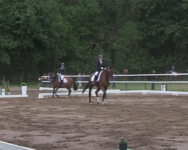 Reitturnier Wulkow 2019