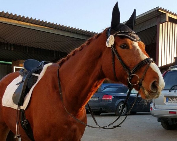 dressage horse Fürstenglanz 4 (Trakehner, 2007, from Tannenhof’s Solero TSF) dressage horse Fürstenglanz 4 (Trakehner, 2007, from Tannenhof’s Solero TSF)