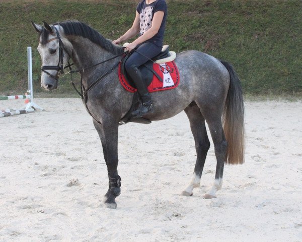 jumper Chesterfield D (Westphalian, 2012, from Capistrano 2)