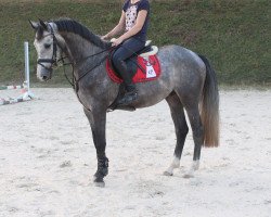 jumper Chesterfield D (Westphalian, 2012, from Capistrano 2)