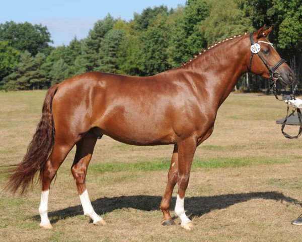Pferd Del Campo (Deutsches Reitpony, 2013, von Del Estero NRW)