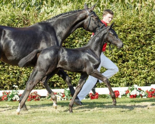 horse Salsa (Westphalian, 2016, from Sir Heinrich OLD)