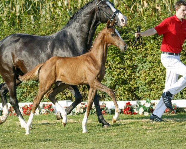 horse Vicente (Westphalian, 2016, from Vivaldi)