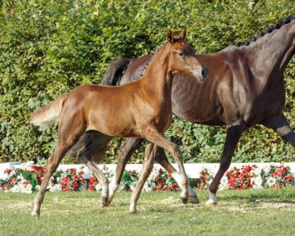 Zuchtstute Abba (Deutsches Reitpony, 2016, von A new Star II)