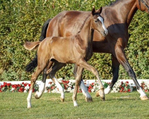 dressage horse Indien 4 (Westphalian, 2016, from Sir Heinrich OLD) dressage horse Indien 4 (Westphalian, 2016, from Sir Heinrich OLD)