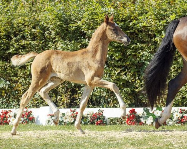 horse Sakura (Westphalian, 2016, from Sir Heinrich OLD)