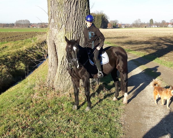 broodmare Dina 169 (German Warmblood, 1997, from Racordero) broodmare Dina 169 (German Warmblood, 1997, from Racordero)