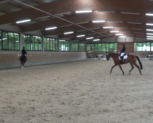 Reitturnier Bergisch Classics - Hebborner Hof 2019