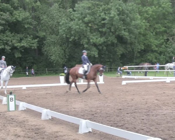 Reitturnier Wulkow 2019