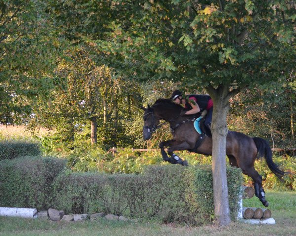 Springpferd Fancherry G (Deutsches Reitpferd, 2008, von Con Sherry)