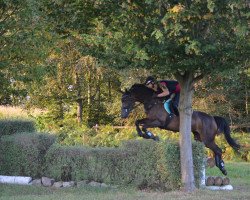 jumper Fancherry G (German Warmblood, 2008, from Con Sherry)