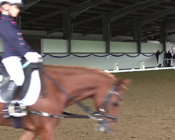 Reitturnier Münster-Albachten 2019