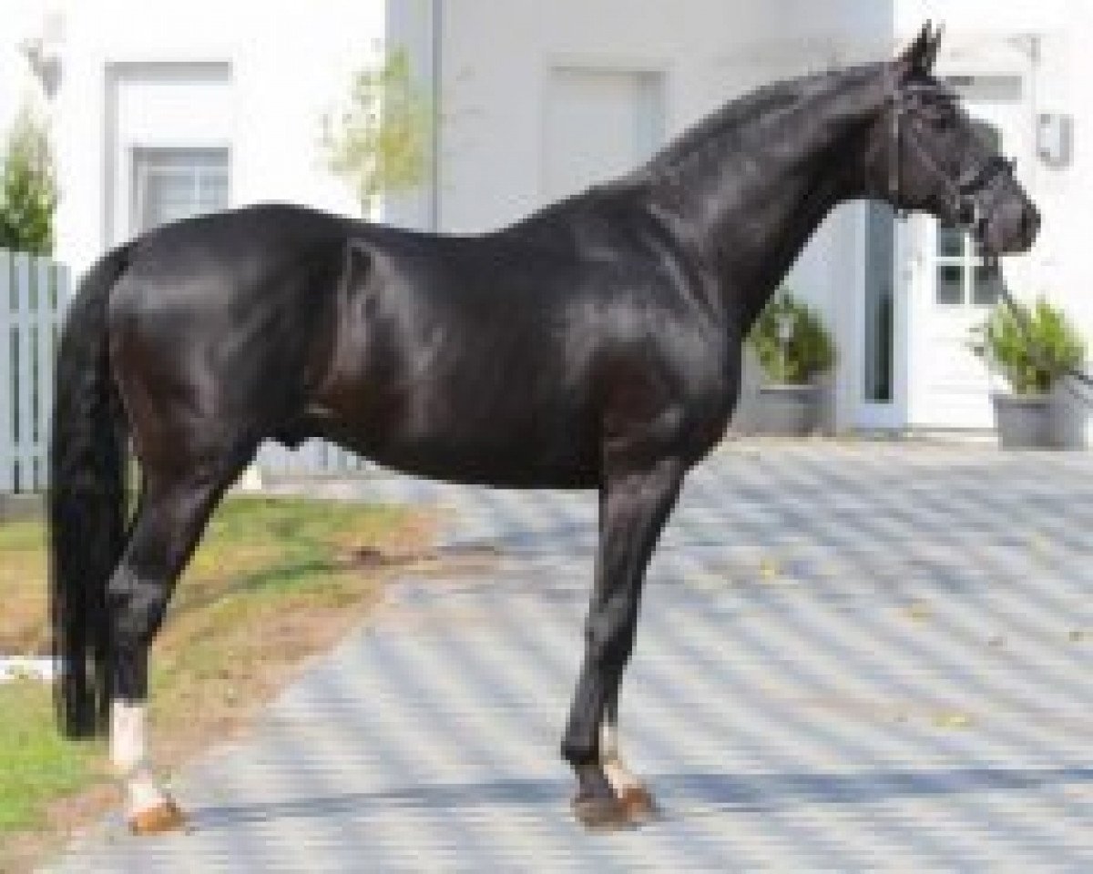 Semental Ricardo Star (Hannoveriano, 2006, de Rascalino)