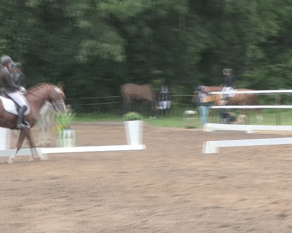 Reitturnier Wulkow 2019