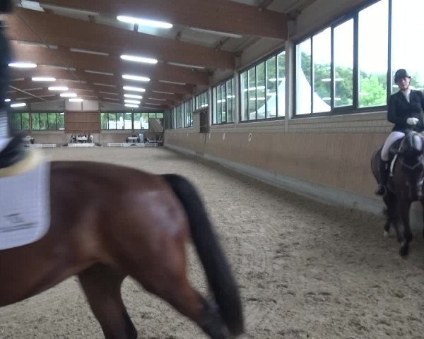 Reitturnier Bergisch Classics - Hebborner Hof 2019