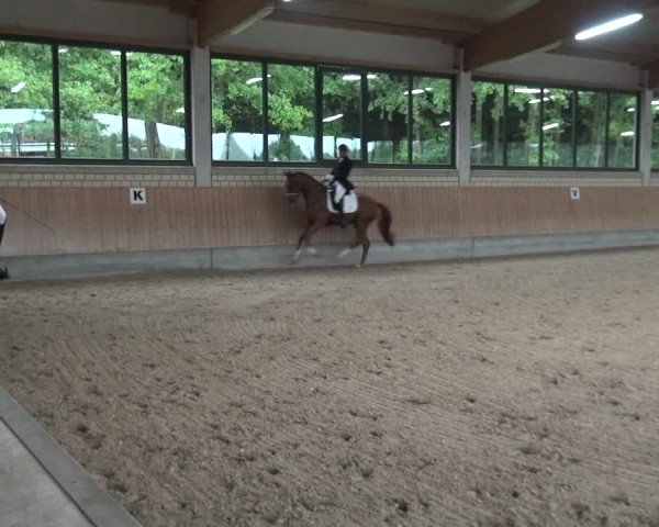 Reitturnier Bergisch Classics - Hebborner Hof 2019