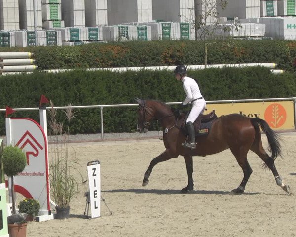 Reitturnier Durmersheim-Hardt 2019