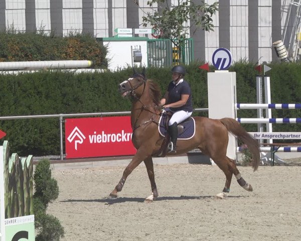 Reitturnier Durmersheim-Hardt 2019