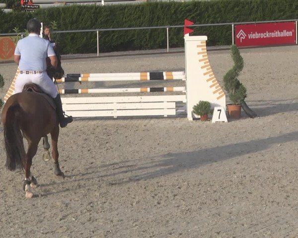 Reitturnier Durmersheim-Hardt 2019
