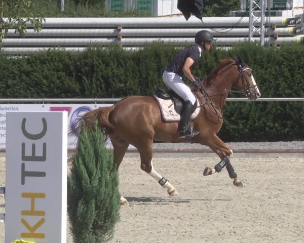 Reitturnier Durmersheim-Hardt 2019