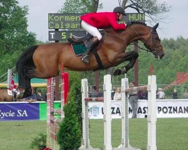 stallion Calgary (Holsteiner, 1991, from Calando II)