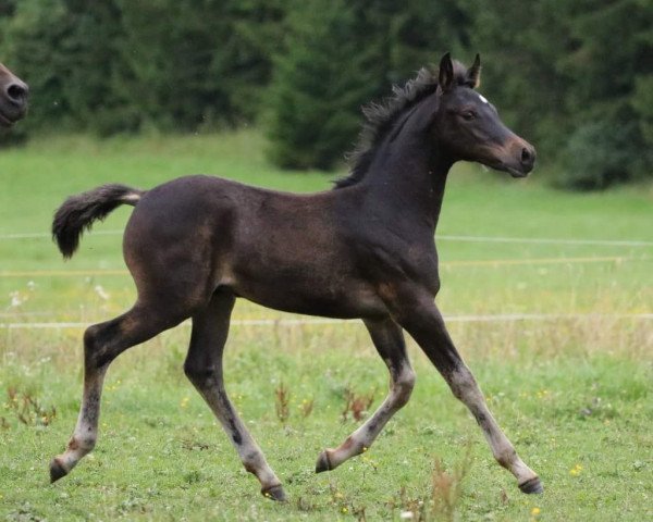 Pferd Djamil Ibn el Najim (Araber, 2016, von PA Shai Najim)