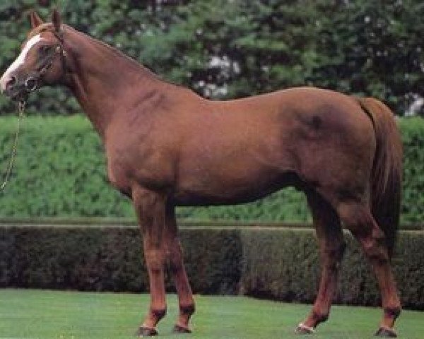 Deckhengst Don Roberto xx (Englisches Vollblut, 1977, von Roberto xx)