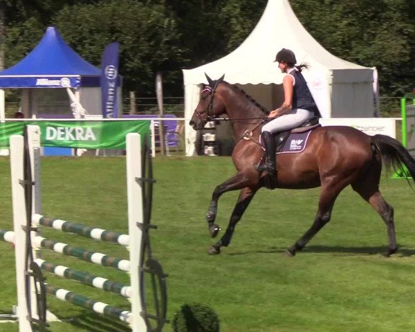 Reitturnier Kellinghusen 2019